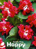 MORNING GLORY RUFFLED Red - 15 seeds - Ipomoea imperialis - Large double flowers - Climber flower seeds
