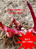 Insulin Plant / Diabetic herb / Sugar Plant / FIERY COSTUS /  1 Rhizomes flower spore