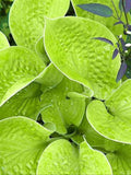 August Moon Hosta Seeds - Plantain Lily - 30+ Seeds seeds bulk