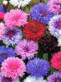 Bachelors Button Multicoloured Flower Seeds - Cornflower - Open Pollinated - Non-Hybrid & Non-GMO - 50 Heirloom Flower Seeds seeds bulk