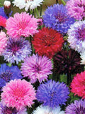 Bachelors Button Multicoloured Flower Seeds - Cornflower - Open Pollinated - Non-Hybrid & Non-GMO - 50 Heirloom Flower Seeds flower seeds