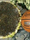 Sunflower Mongolian Giant - 5+ seeds - He 021 seeds bulk