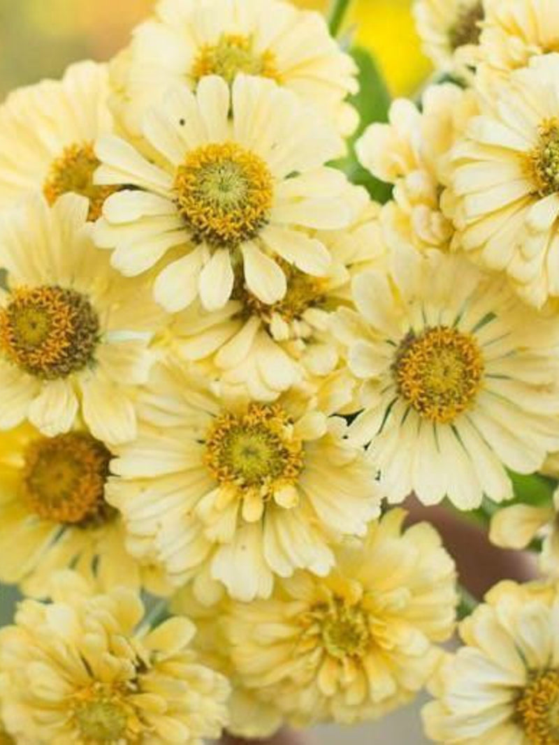 40 seeds lovely Zinnias ÔISABELLINA seed creamy yellow flower seeds