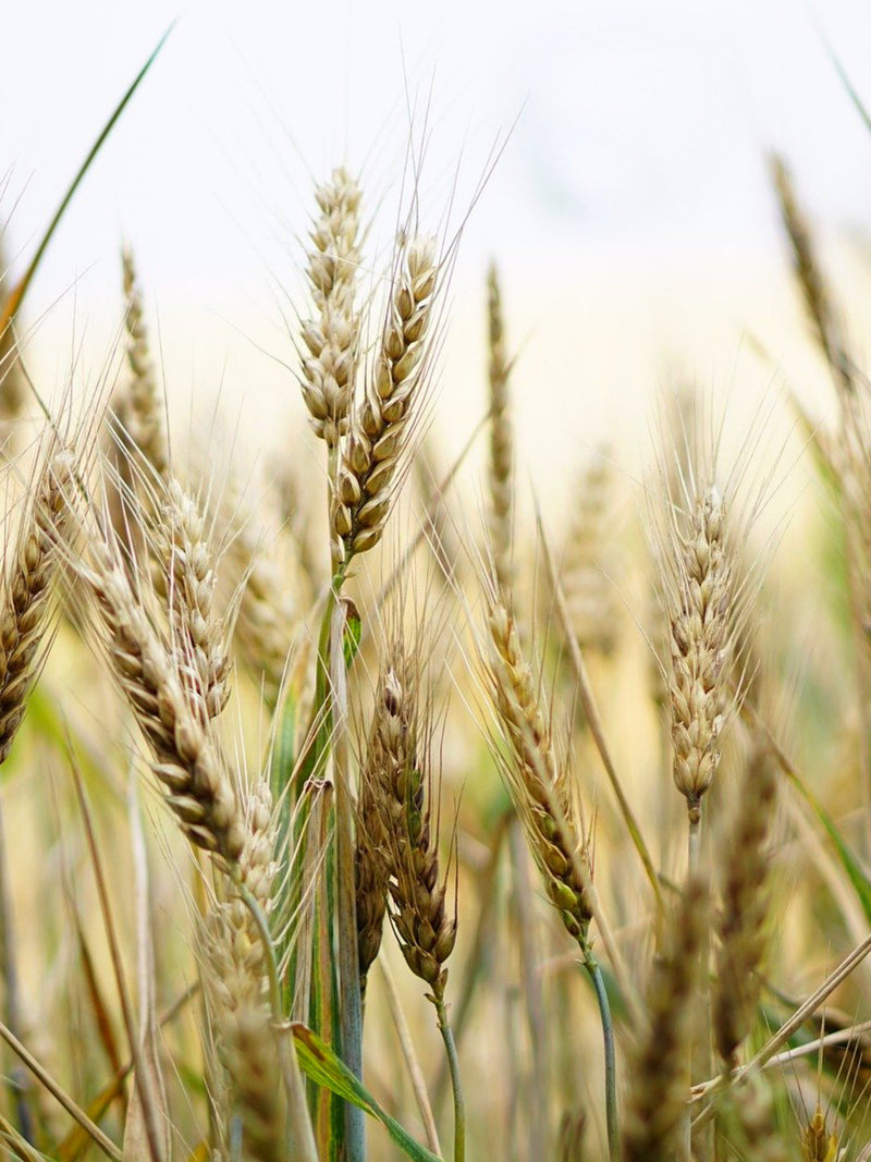 Wheat Seeds - Organic, Heirloom, Open Pollinated, Non GMO - Grow Indoors, Outdoors, In Pots, Grow Beds, Soil, Hydroponics & Aquaponics seeds bulk
