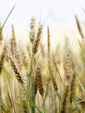Wheat Seeds - Organic, Heirloom, Open Pollinated, Non GMO - Grow Indoors, Outdoors, In Pots, Grow Beds, Soil, Hydroponics & Aquaponics seeds bulk