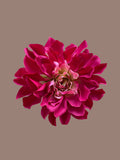 Dahlia, hair accessory/ corsage silk flower