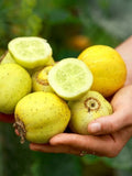 Heirloom Lemon Crystal Cucumber / Cucumis sativus / Garden Lemon / Apple cucumber / Budamkaya and Dosakai - Lemon Crystal Cucumber Seeds seeds bulk