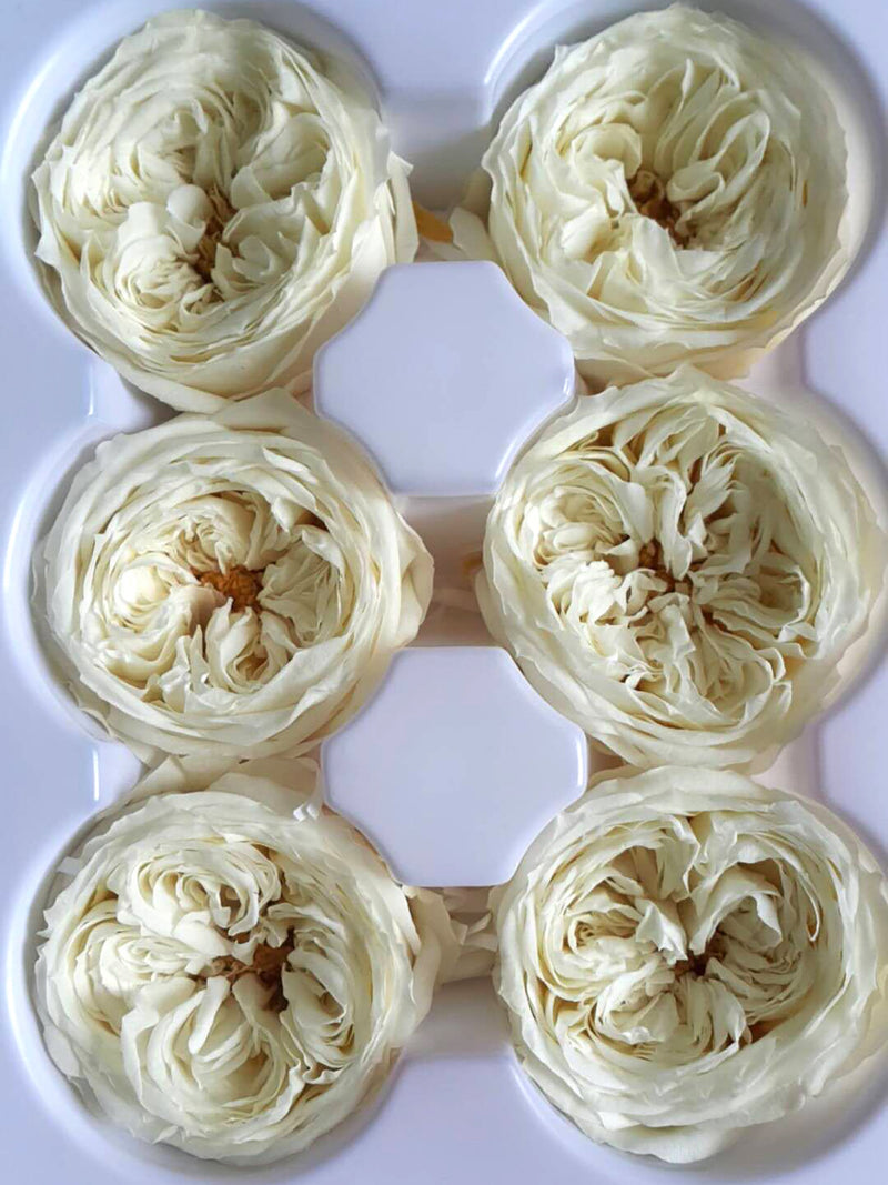 6-piece preserved white rose floral decor set, six cream roses arranged in hex pattern