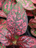 20 Pcs  Hypoestes Pink Polka Dot Flower seeds-FL256-Hypoestes Sanguinolenta-Lively and Beautiful Perennial! seeds bulk