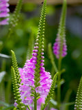 OBEDIENT PLANT Seeds - Physostegia Virginiana / Pink Obedient Plant / False Dragonhead Flower Seeds / Native Perennial Plant - Non GMO Seeds seeds bulk
