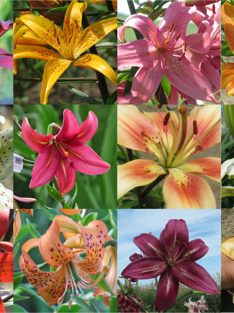 Asiatic Lily Seed Colour Mix, Rare Seeds, Hardy Perennial Flower Seed Part to Full Sun Garden Lilium for Canadian Graines de Lys 30 Seeds flower seeds