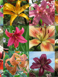Asiatic Lily Seed Colour Mix, Rare Seeds, Hardy Perennial Flower Seed Part to Full Sun Garden Lilium for Canadian Graines de Lys 30 Seeds flower seeds