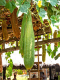 Natural Luffa Plant Seeds - Sponge Plant Aegyptica / Cylindrica / Craft / Loofah TCM Si Gua Herb Medicinal Apothecary Climber Plant Seeds seeds bulk