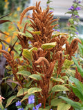 50 seeds Amaranthus Seeds - Golden Rust seeds bulk