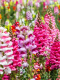 Snapdragon Maximum Mix Seeds | Tall Organic Heirloom Flowers | Elegant Blooms Perfect for Arrangements seeds bulk