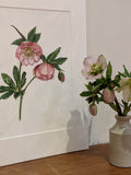 Hellebore GiclŽe Print / Signed Limited Edition Botanical Watercolour Illustration with A3 Mount flower spore