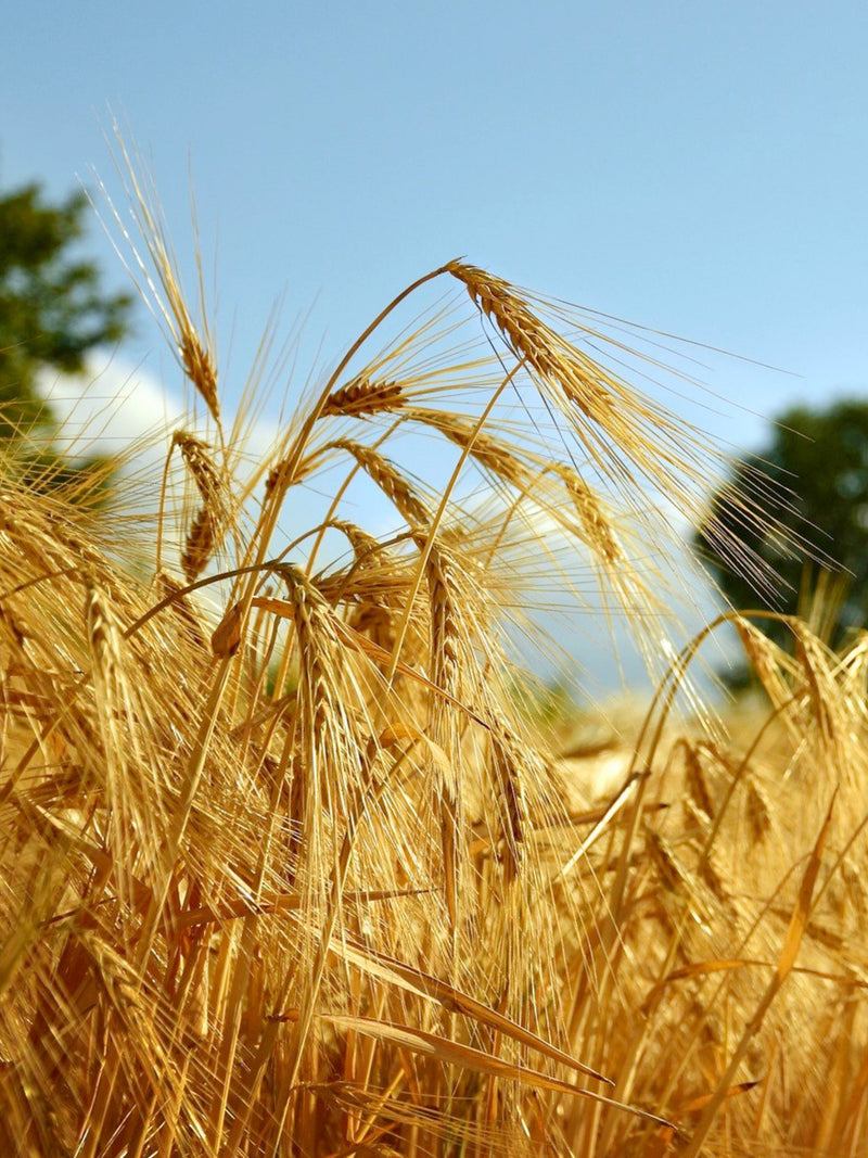 Barley Seeds - Organic, Heirloom, Open Pollinated, Non GMO - Grow Indoors, Outdoors, In Pots, Grow Beds, Soil, Hydroponics & Aquaponics seeds bulk