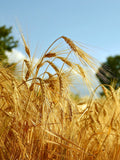 Barley Seeds - Organic, Heirloom, Open Pollinated, Non GMO - Grow Indoors, Outdoors, In Pots, Grow Beds, Soil, Hydroponics & Aquaponics seeds bulk