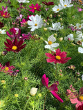 Dwarf Cosmos Seeds, 500 Count seeds bulk