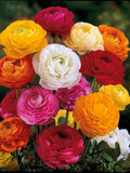 Ranunculus 8 corms, mixed variety of colors (Buttercup), perennial flowers, orange, white, pink, purple blooms flower seeds