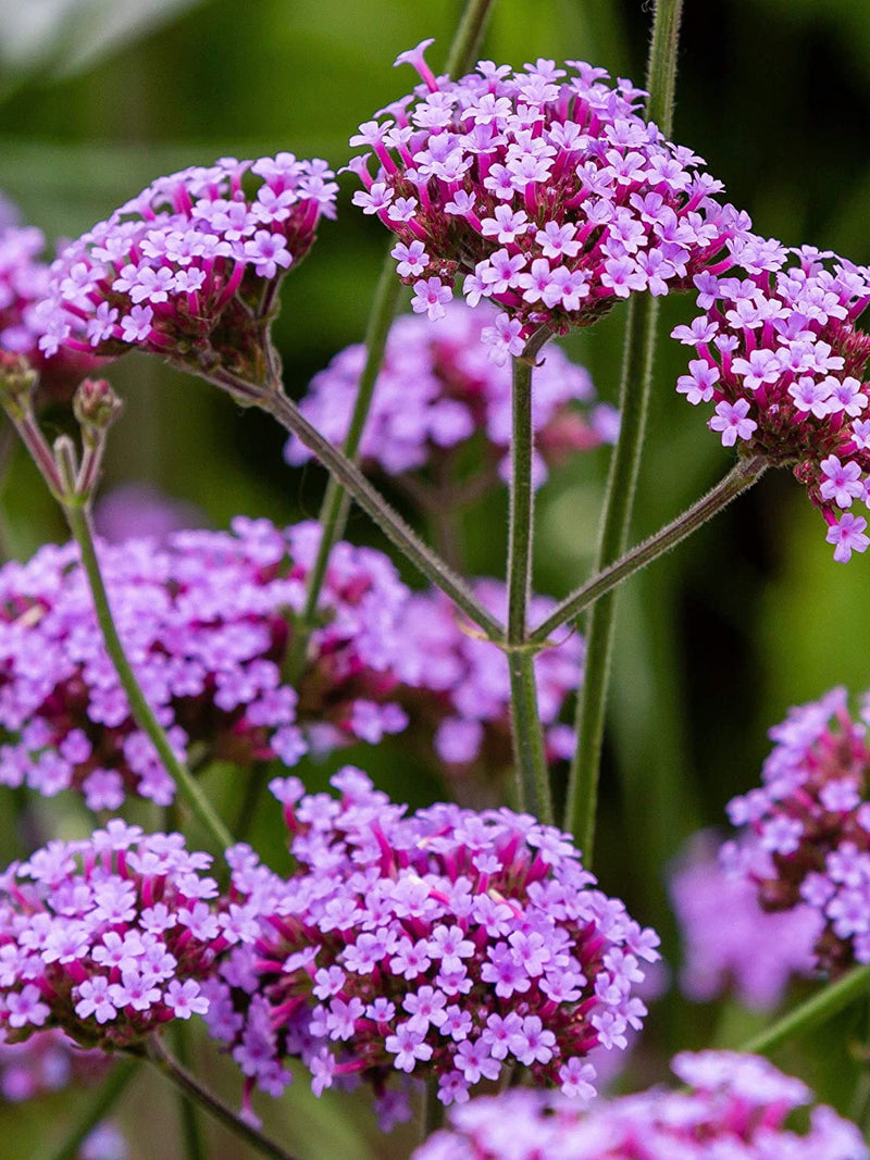100 Verbena Bonariensis Flower Seeds-Purple Top Vervain-FL257-Brazilian Verbena-Long Blooming drought tolerant plant-Attracts Butterflies! flower seeds