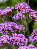 100 Verbena Bonariensis Flower Seeds-Purple Top Vervain-FL257-Brazilian Verbena-Long Blooming drought tolerant plant-Attracts Butterflies! flower seeds