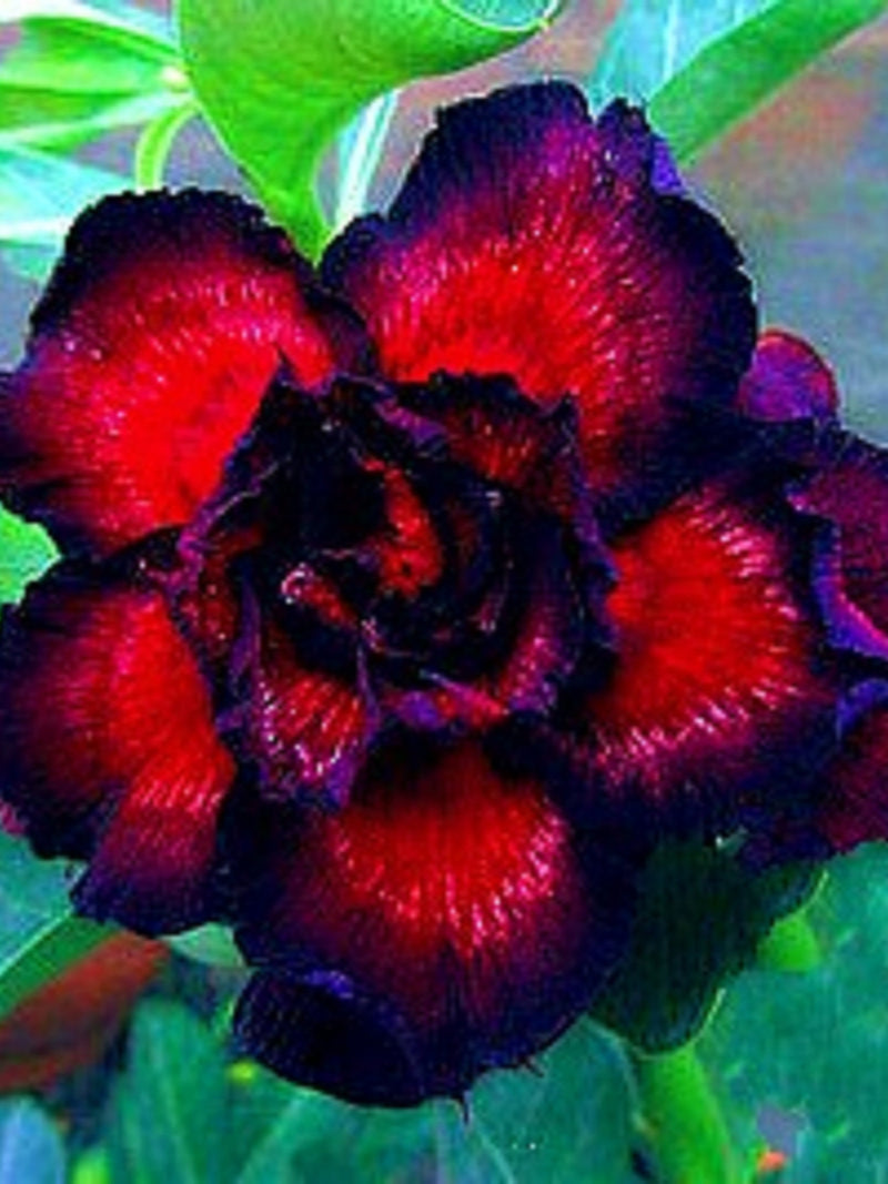 Double Goblin King Adenium Obesum - Apocynaceae Seeds - Desert Rose, Sabi Star, Rosy Adenium, Fun Kids Children seeds, Grow your own FLOWER DELIVERY