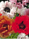 Poppy Cascade OrientalMix colours. 100 seeds.Selfseeding, coming back every year. Easy care, low maintenance. seeds bulk
