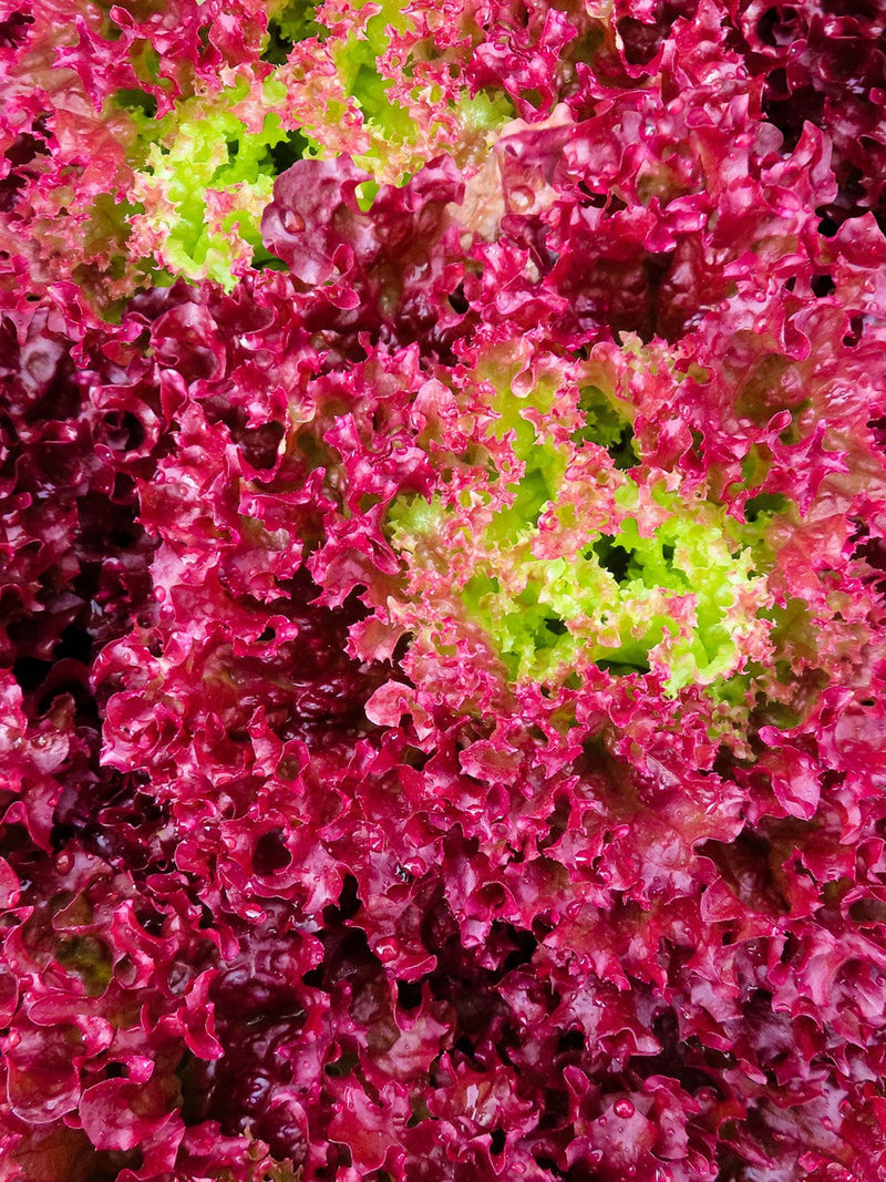 Bulk Organic Ruby Red Leaf Lettuce Seeds, Lactuca Sativa LC033C seeds bulk