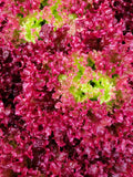 Bulk Organic Ruby Red Leaf Lettuce Seeds, Lactuca Sativa LC033C seeds bulk
