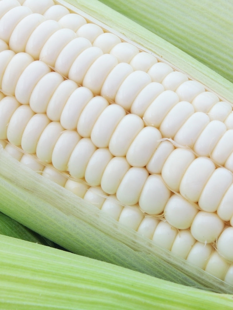 Silver Queen Sweet Corn Premium Seed Packet seeds bulk