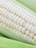 Silver Queen Sweet Corn Premium Seed Packet seeds bulk