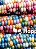 HEIRLOOM CORN - FLINT - 35 seeds - Indian corn - vegetable - Zea mays seeds bulk