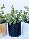 Artificial Eucalyptus Plant in Handmade Concrete Pot - Faux Eucalyptus - Rustic, Farmhouse Decor Fake Plants faux plants