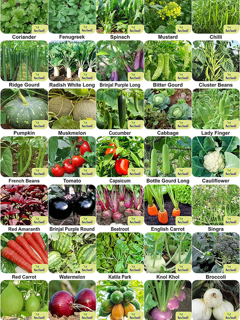 35 variety 2170+ seed, Tested And Packed For Terrace and Kitchen Gardening  (Free Shipping) seeds bulk
