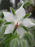 White Edible Borage Flower Seeds, Ice Cube Flowers, Medicinal, Organic White Borage Officinalis BO0220 flower seeds