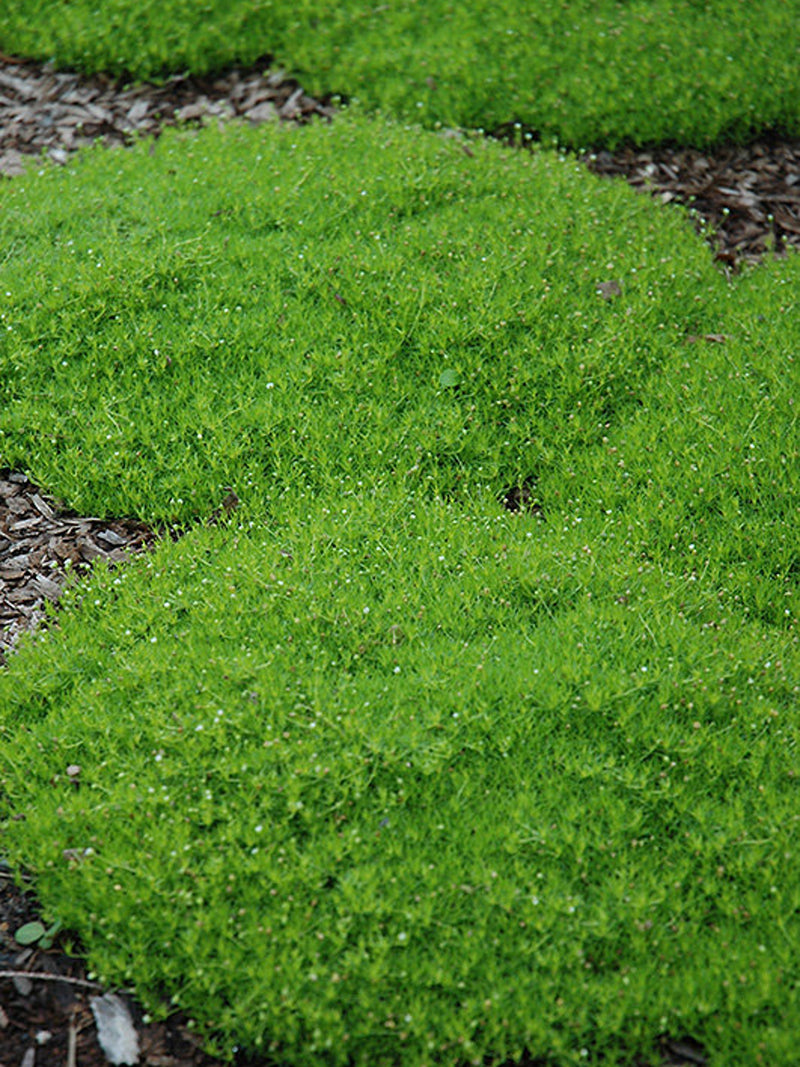 200+ Irish Moss Groundcover seeds- Sagina Subulata-PV248- Excellent Evergreen Groundcover flower spore