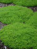 200+ Irish Moss Groundcover seeds- Sagina Subulata-PV248- Excellent Evergreen Groundcover flower spore