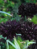 Bulk Double Black, Edible Cornflower Seeds, Gothic Garden, Centaurea Cyanus, Tall CN011C seeds bulk