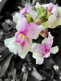 Short Snap Dragon Flower Seeds: Mixed Colors, Cut Flowers flower spore