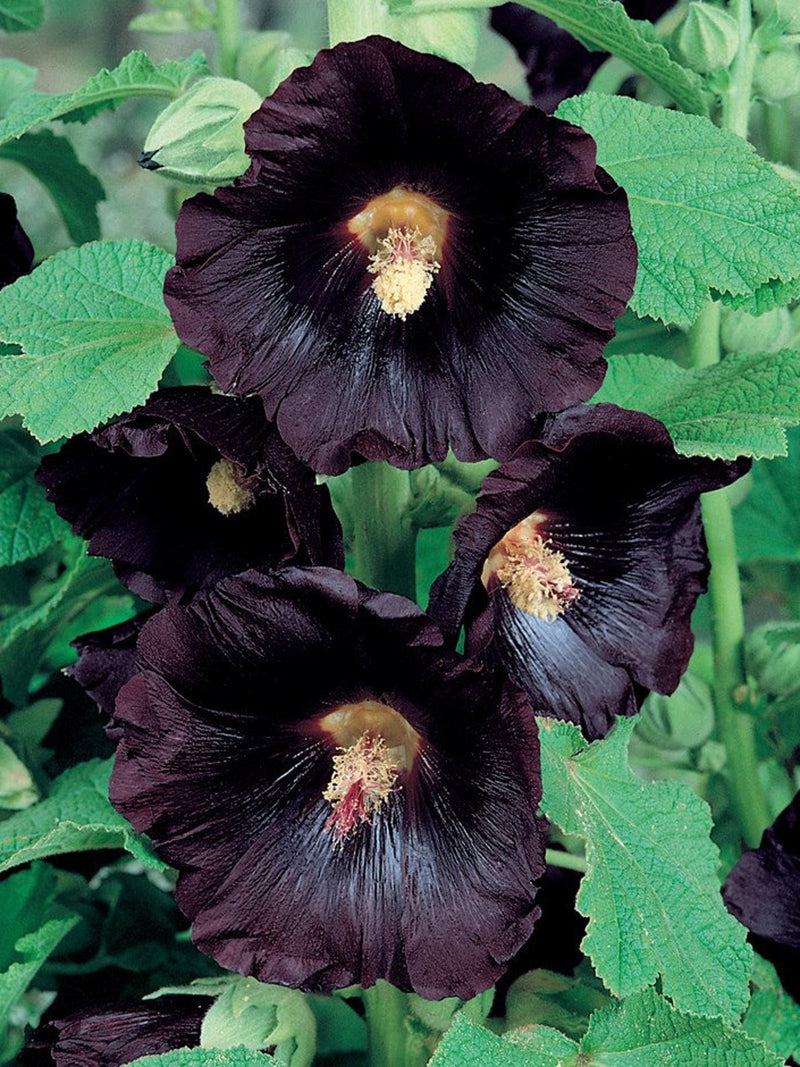 25/135/675 Alcea Black Hollyhock Seeds*Alcea rosea nigra*2-4 in (5-10cm) Flower*Deep Chocolate Maroon Perennial*Cottage Garden Plant*Althaea seeds bulk