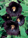 25/135/675 Alcea Black Hollyhock Seeds*Alcea rosea nigra*2-4 in (5-10cm) Flower*Deep Chocolate Maroon Perennial*Cottage Garden Plant*Althaea seeds bulk