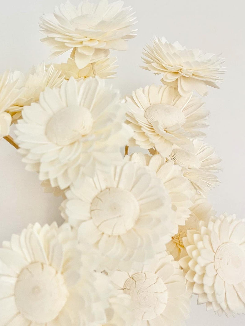 High Quality - HANDMADE SOLA Wood Flower - 3-in-1 Aster Daisy Nectar | Diffuser Reeds | Dried Floral Design | Pure White flower spore