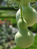 BirdHouse Gourd Seeds - Lagenaria Siceraria / Calabash / New Guinea bean / Tasmania bean - Bird House Craft Seeds - FREE SHIPPING seeds bulk