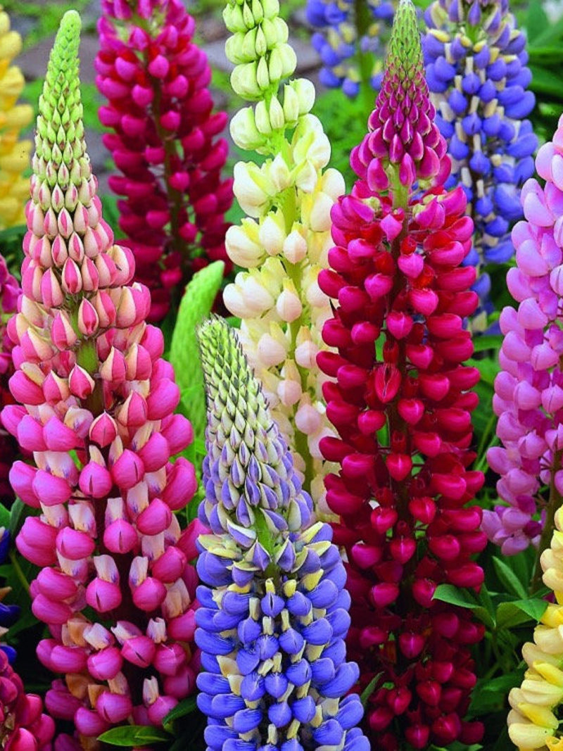Perennial Lupine Mix of colors, 1g / 30 Seeds, Lupinus Polyphyllus, GMO FREE seeds bulk