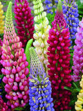 Perennial Lupine Mix of colors, 1g / 30 Seeds, Lupinus Polyphyllus, GMO FREE seeds bulk