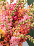 Potomac Early Sunrise Snapdragon Seeds, Cottage Garden Mix, Peach Apricot Blush, 30 Seeds seeds bulk