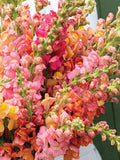 Potomac Early Sunrise Snapdragon Seeds, Cottage Garden Mix, Peach Apricot Blush, 30 Seeds flower spore