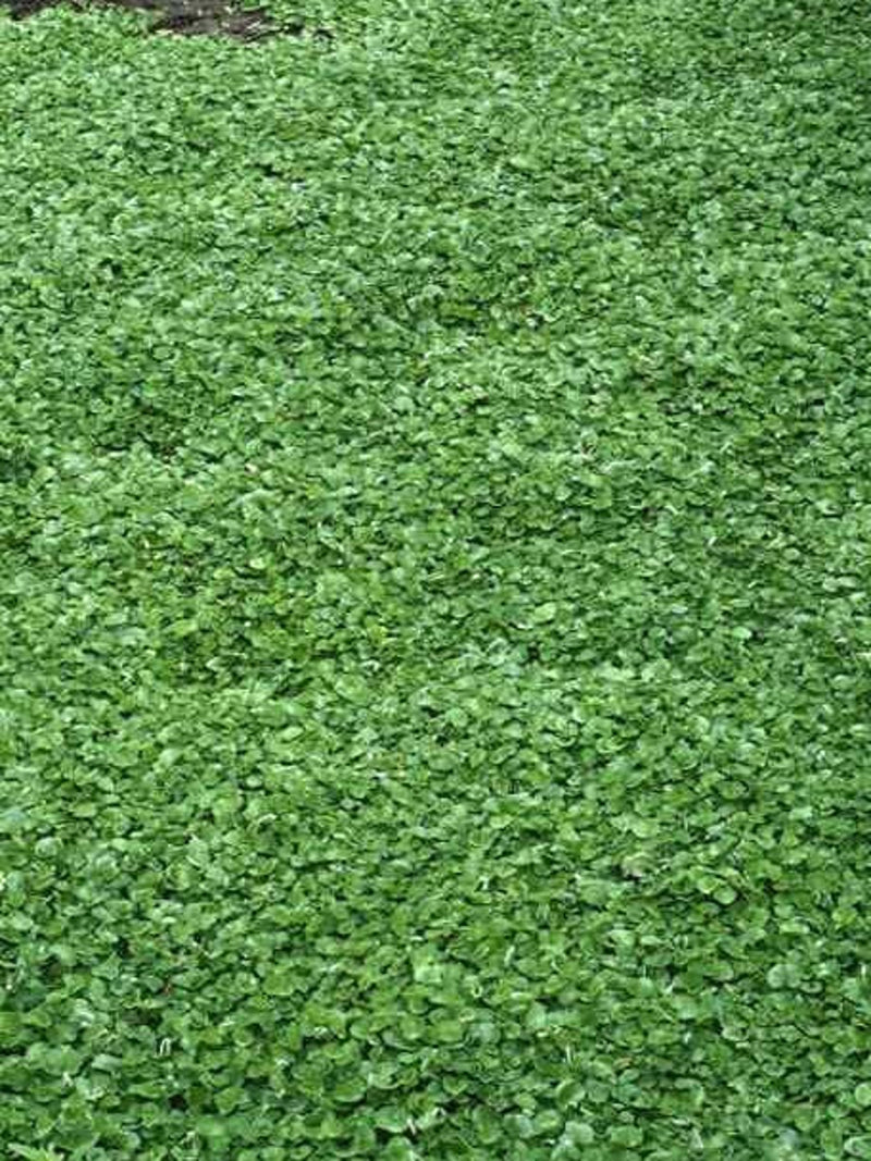 1000 Seeds-  Dichondra Repens Plant-Kidney Weed- -Lawn Leaf-PV259-Dichondra Pony Foot-Beautiful Perennial seeds bulk
