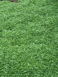 1000 Seeds-  Dichondra Repens Plant-Kidney Weed- -Lawn Leaf-PV259-Dichondra Pony Foot-Beautiful Perennial seeds bulk